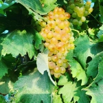 CLOS NICROSI - AOP Côteaux du Cap Corse